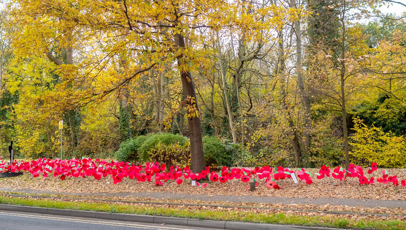Poppies at Lautertal Green, Watling Street, Radlett  - Armistice Centenary -  Radlett & District Museum